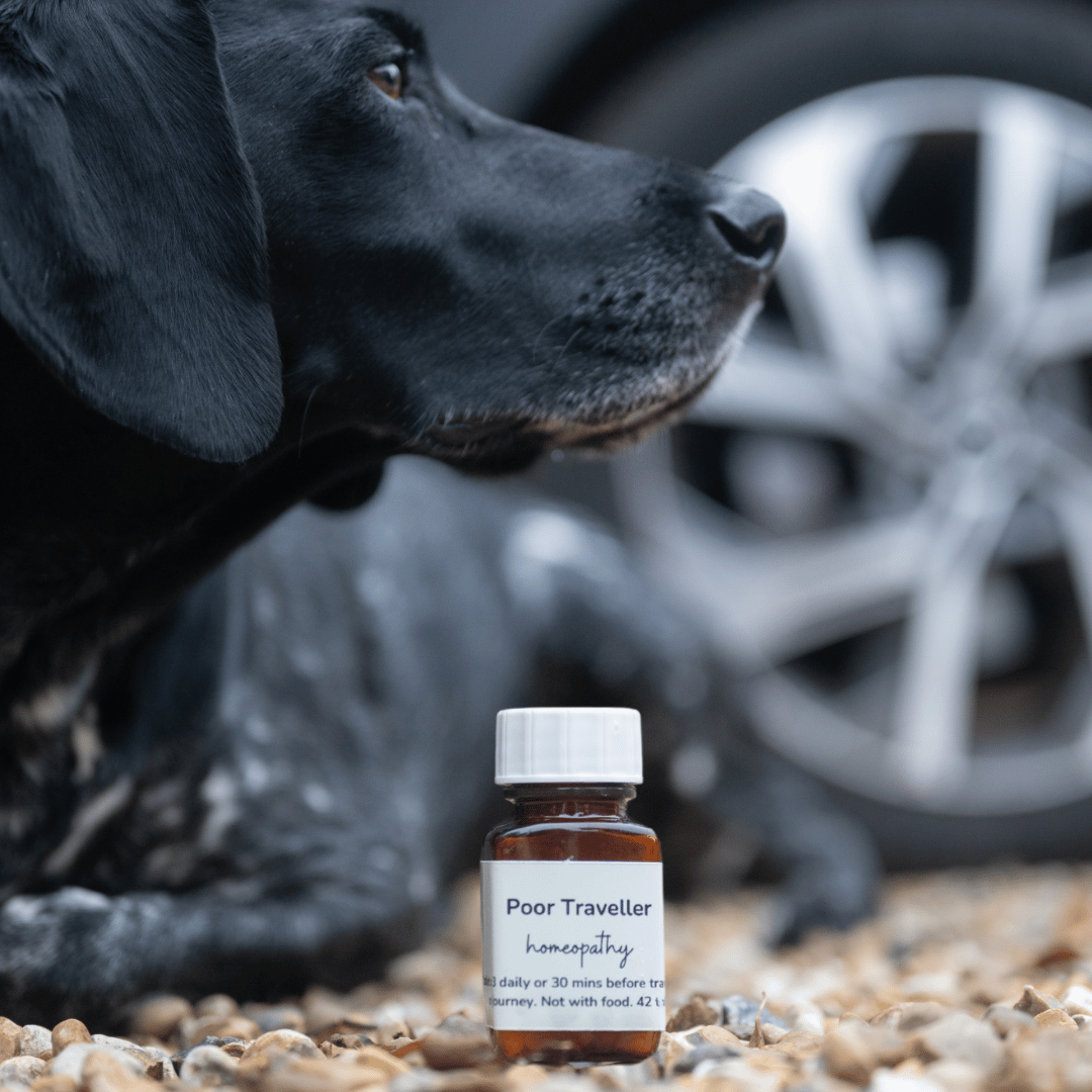 Bottle of Poor Traveller homeopathy next to a dog and car in background