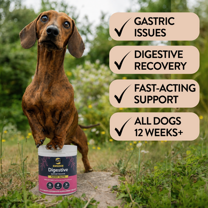 Image of a small dog standing on Proflax Tummy Tastic with a countryside background - helps with gastric issues, digestive recovery, fast-acting support suitable for all dogs 12 weeks plus.