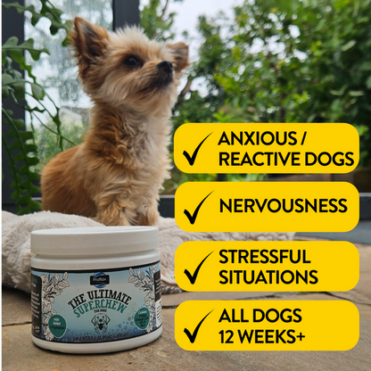 Image of Dog - for anxious / reactive / nervousness and in stressful situations.