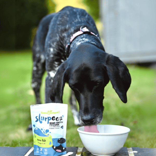 Dog enjoying Slurpeez Bone Broth Powder drink from a bowl outdoors, showcasing product packaging and health benefits.