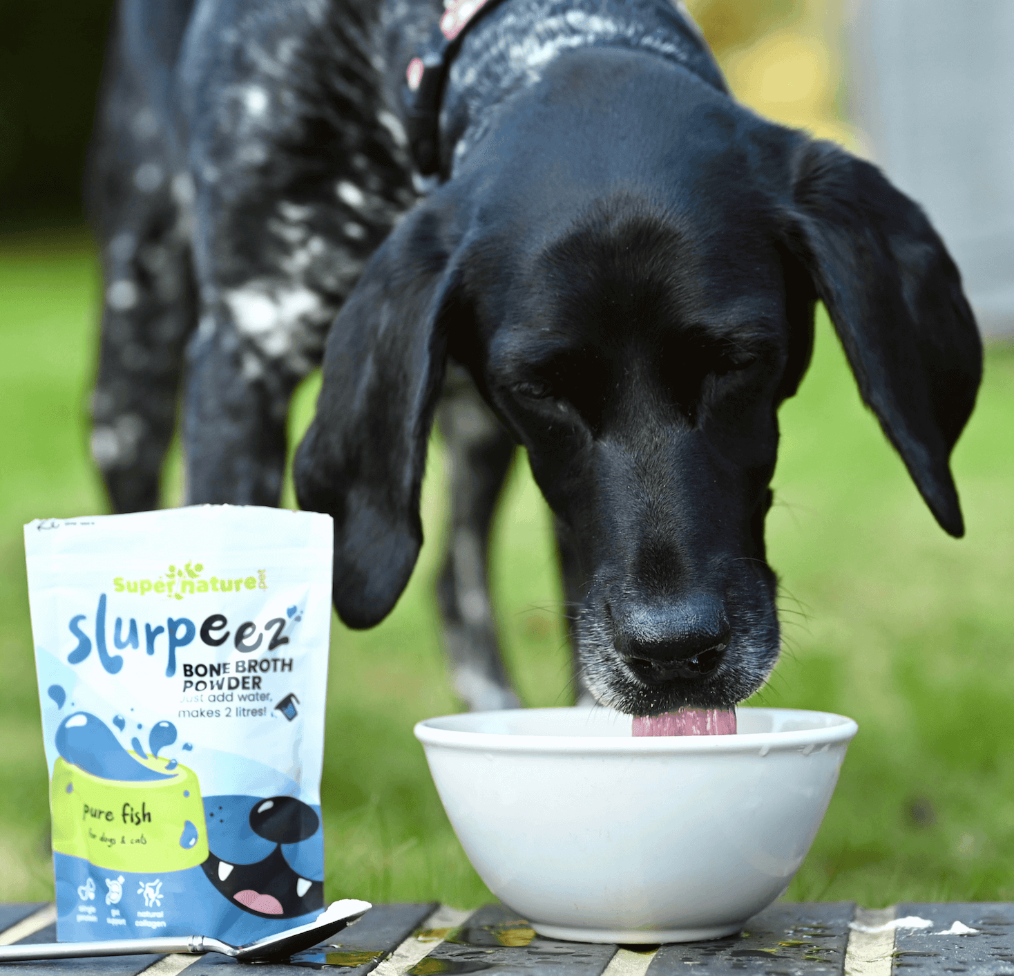 Dog enjoying meal with Slurpeez bone broth powder for optimal nutrition.