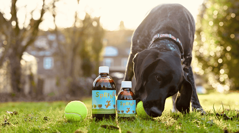 Dog playing with tennis ball and showing bottle of Spring Joint Support 