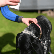 Person applying natural flea powder on dog outdoors for flea control.