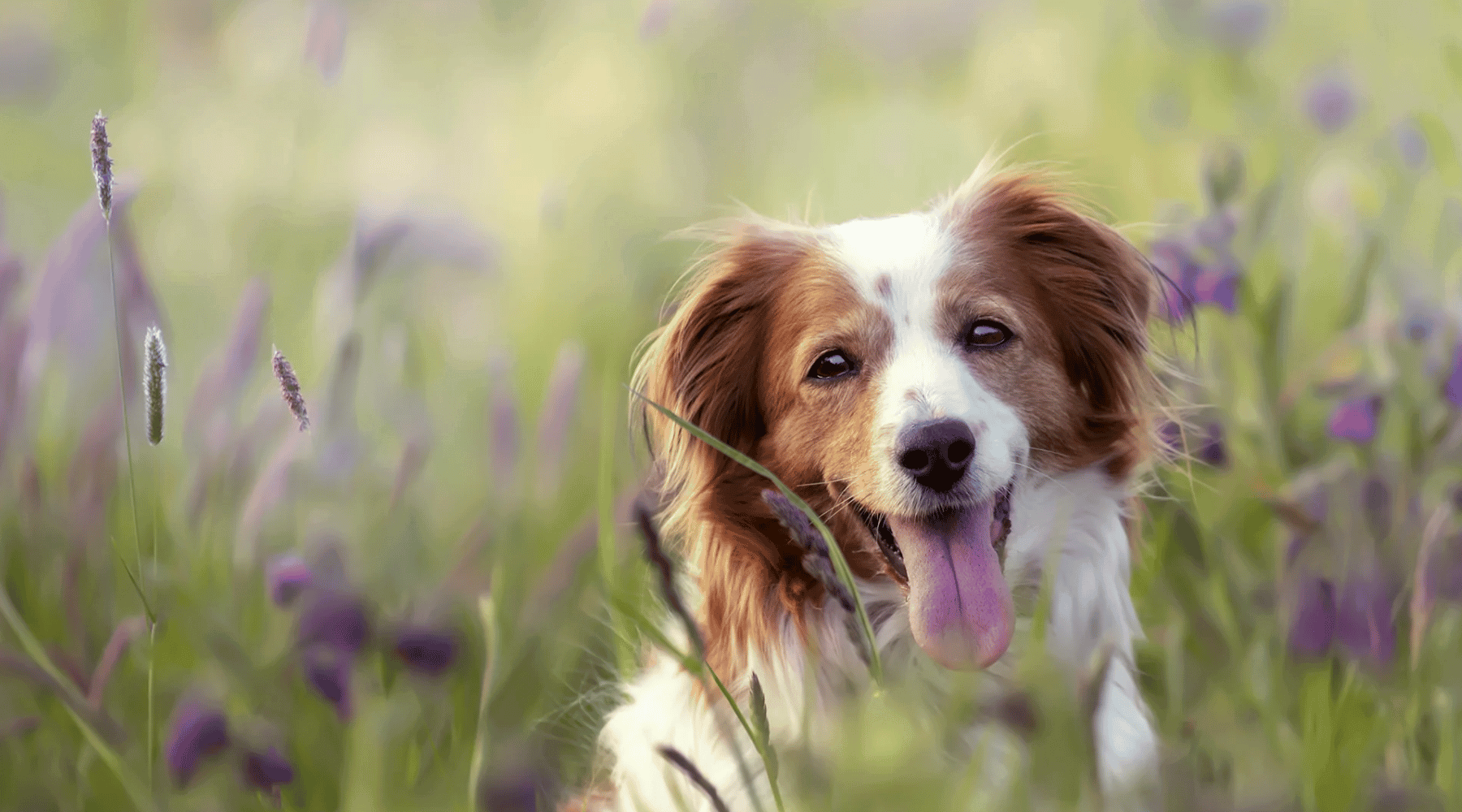 Herbal remedies for dogs uk hot sale