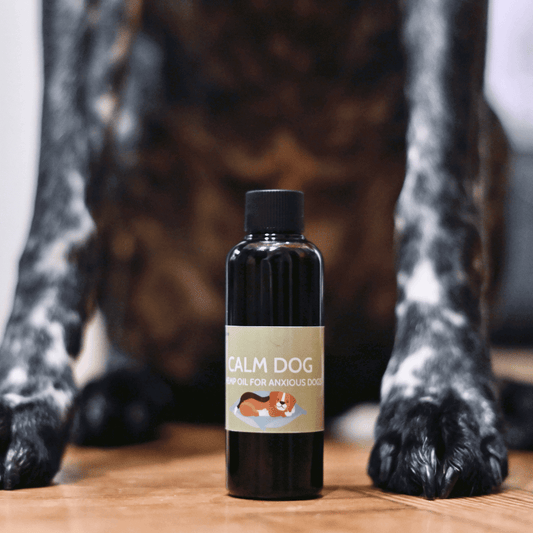 Calm Dog Hemp Oil bottle placed between dog’s paws, promoting anxiety relief and healthy coat in dogs.