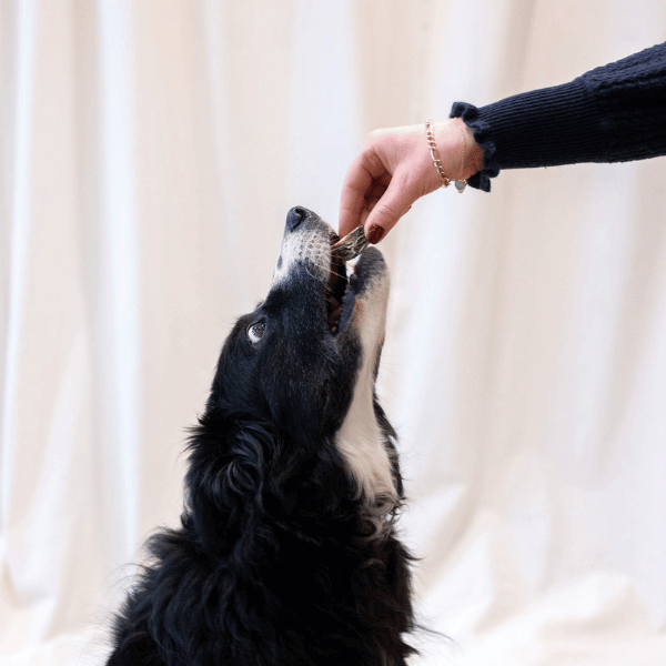 Fish skin treat for dogs being fed to dog