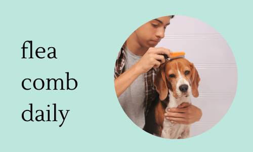 How to flea comb