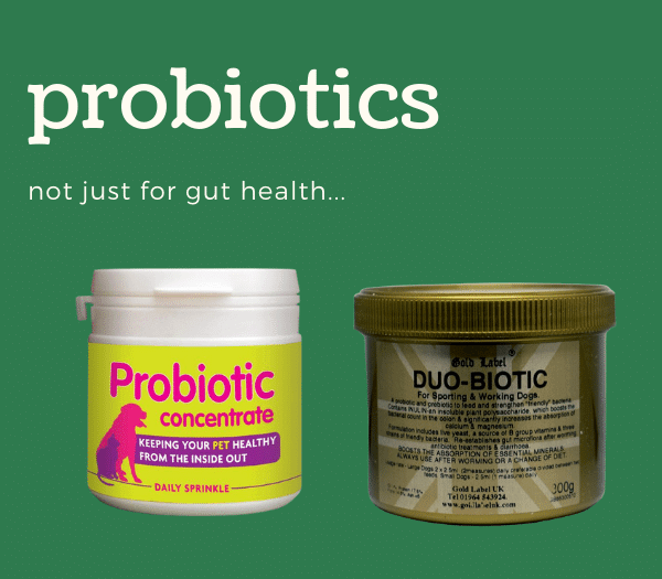 Probiotics for sales dogs with allergies