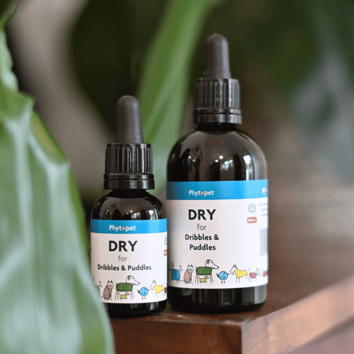 Dry Herbal Remedy for Dogs who leak