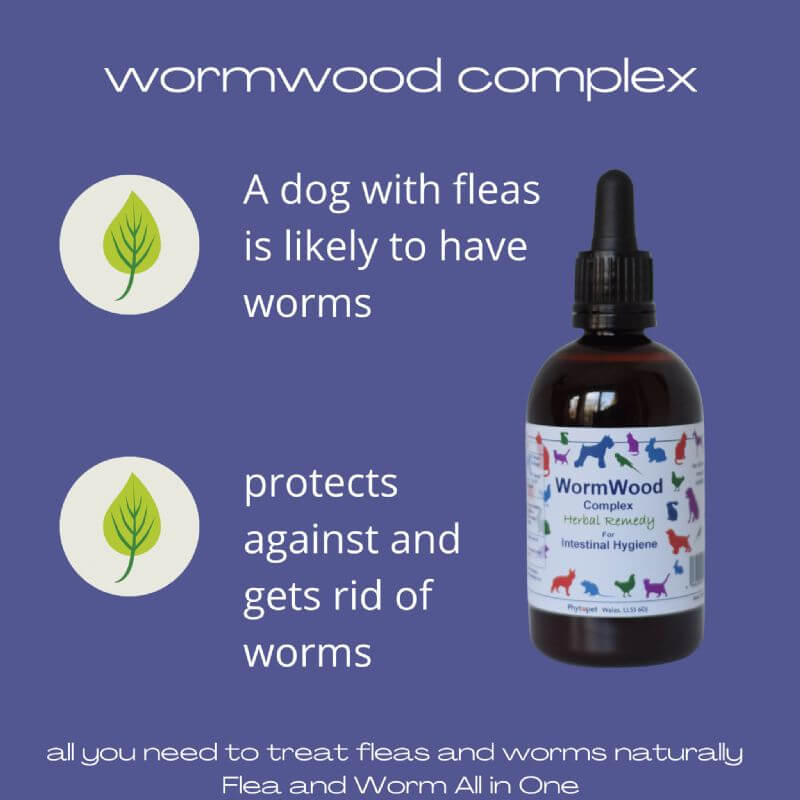 Natural flea and worm treatment for dogs with Wormwood Complex product showcasing benefits in purple background