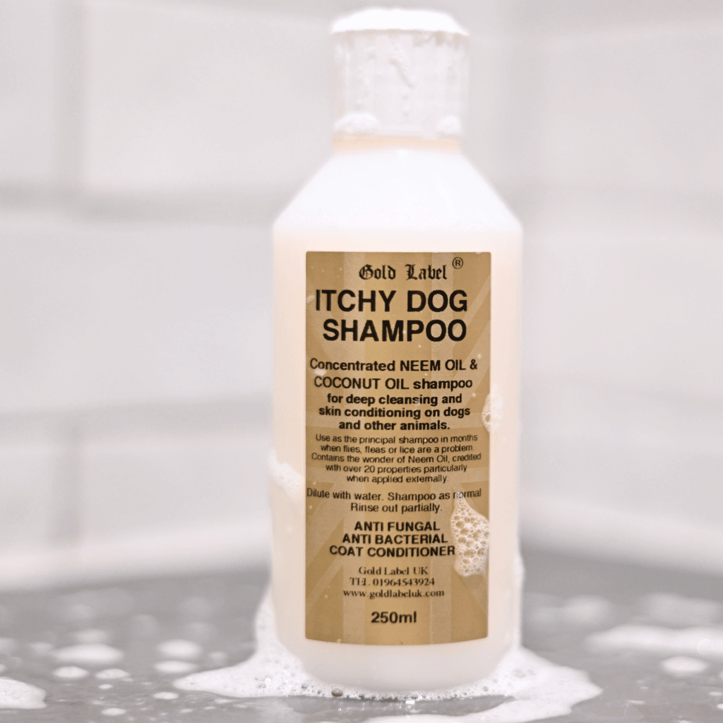 Itchy dog deals shampoo