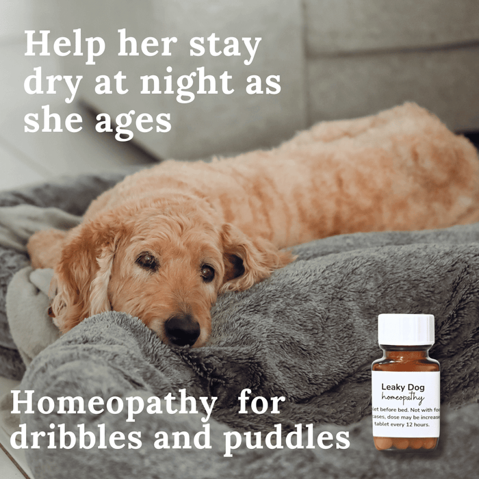 Leaky Dog Natural Incontinence Support Canine Natural Cures