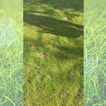 Green Peez 100ml Dog urine grass repair. Neutralise dog urine grass.