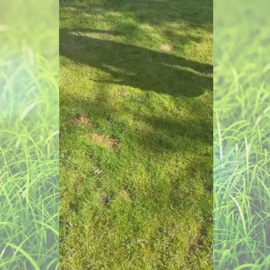 Green Peez 100ml Dog urine grass repair. Neutralise dog urine grass.