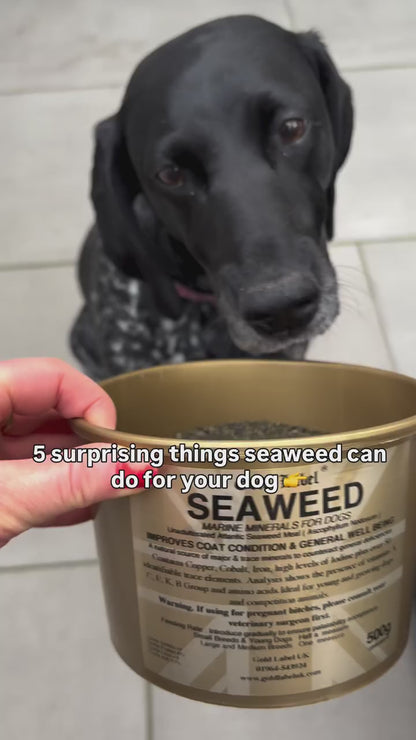 Seaweed Supplement for Dogs. 500g