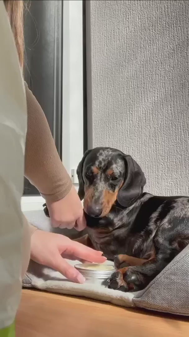 dog having paw and nose balm applied