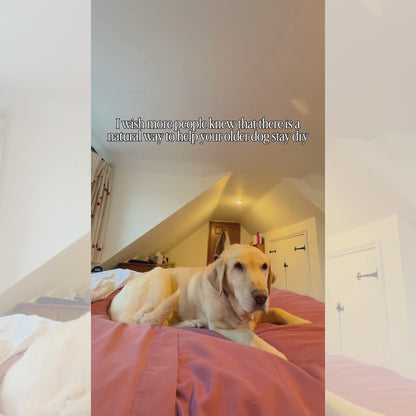 Leaky Dog: Natural Incontinence Support