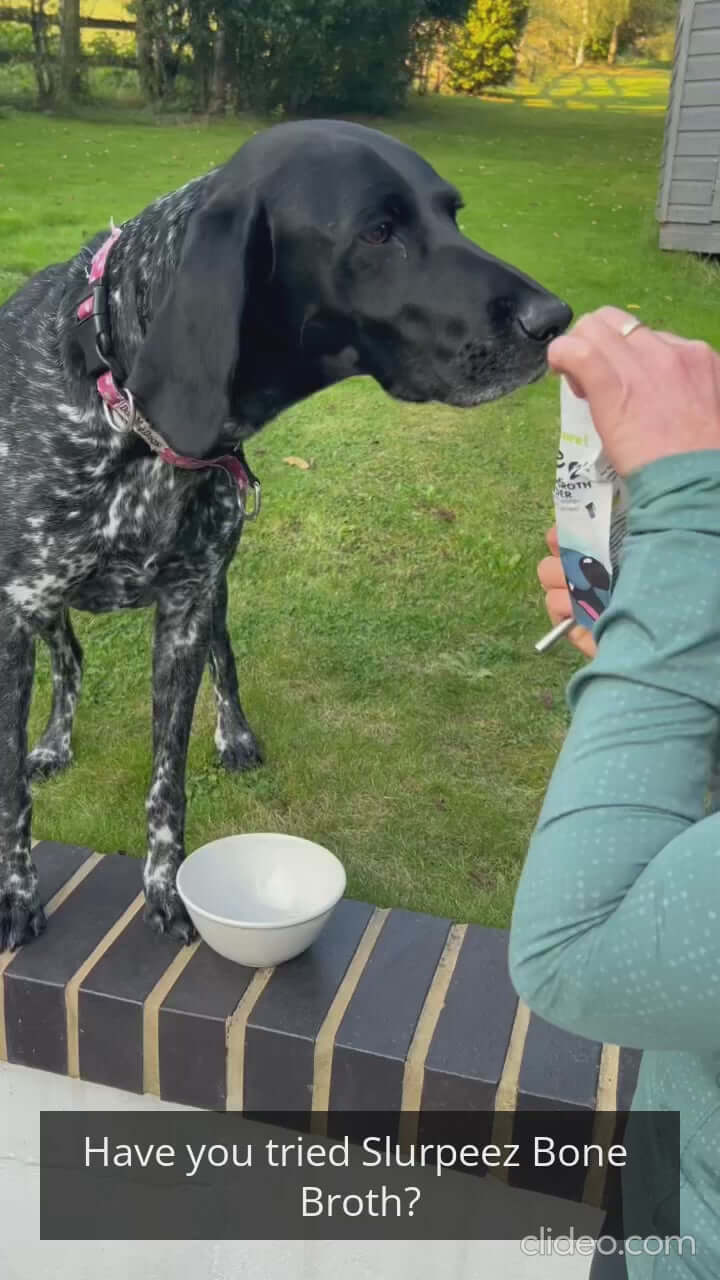 Dog enjoying Slurpeez Bone Broth outdoors, highlighting pet nutrition and wellness.