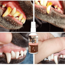 Picture of Provilan Lucaa+ Pet Probiotic Dental Spray for dogs and cats showing how it can be used to help clean teeth