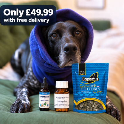 Dog pictured with Snood & Soothe Fireworks Kit for dogs with anti-panic snood, Calming Fish Skins, Noise Remedy and Calm Xtra