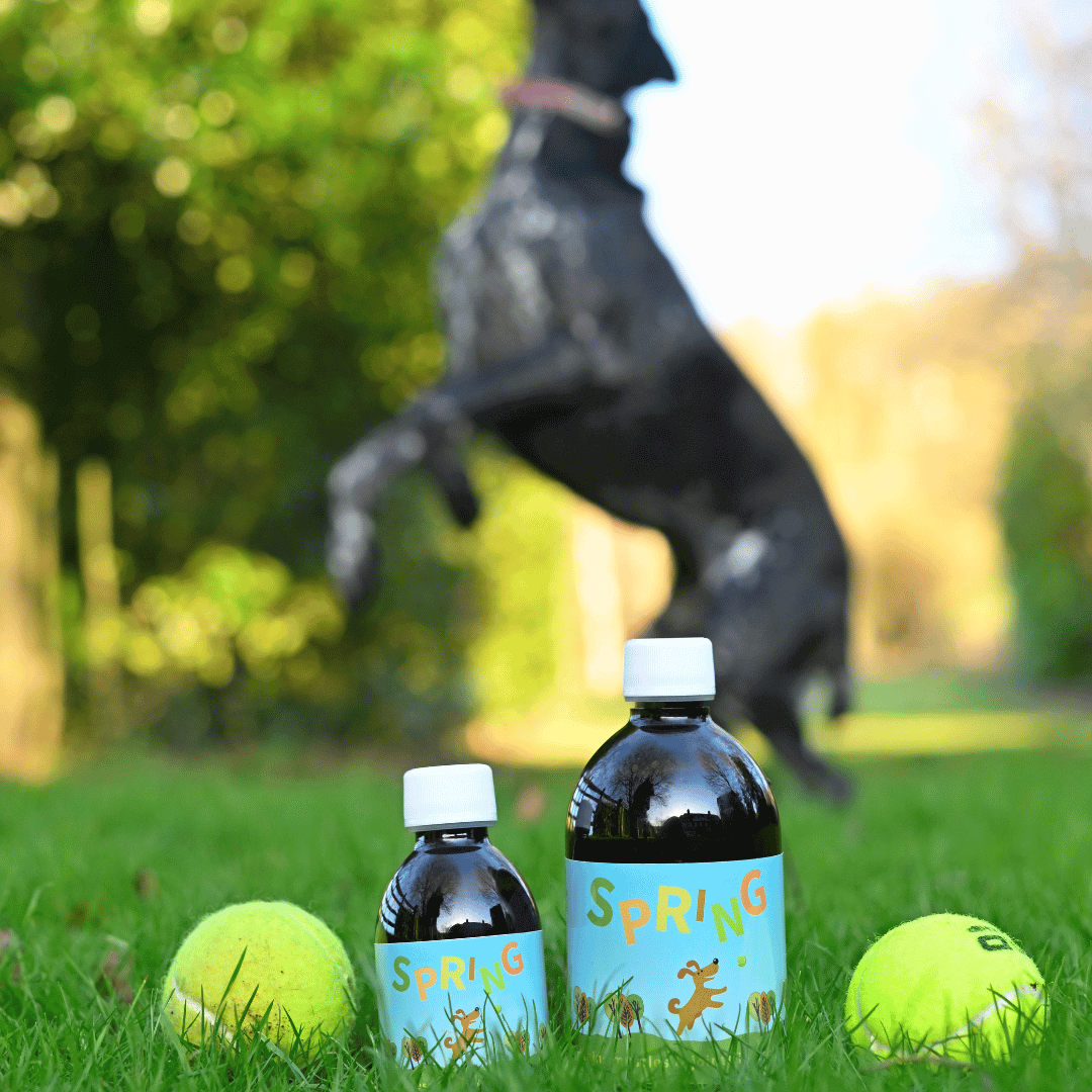 Spring Joint Supplement bottles for dogs placed on grass with tennis balls and a dog jumping in the background.