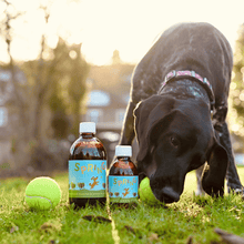 Dog playing with tennis ball next to Spring Joint Supplement bottles in a grassy yard.