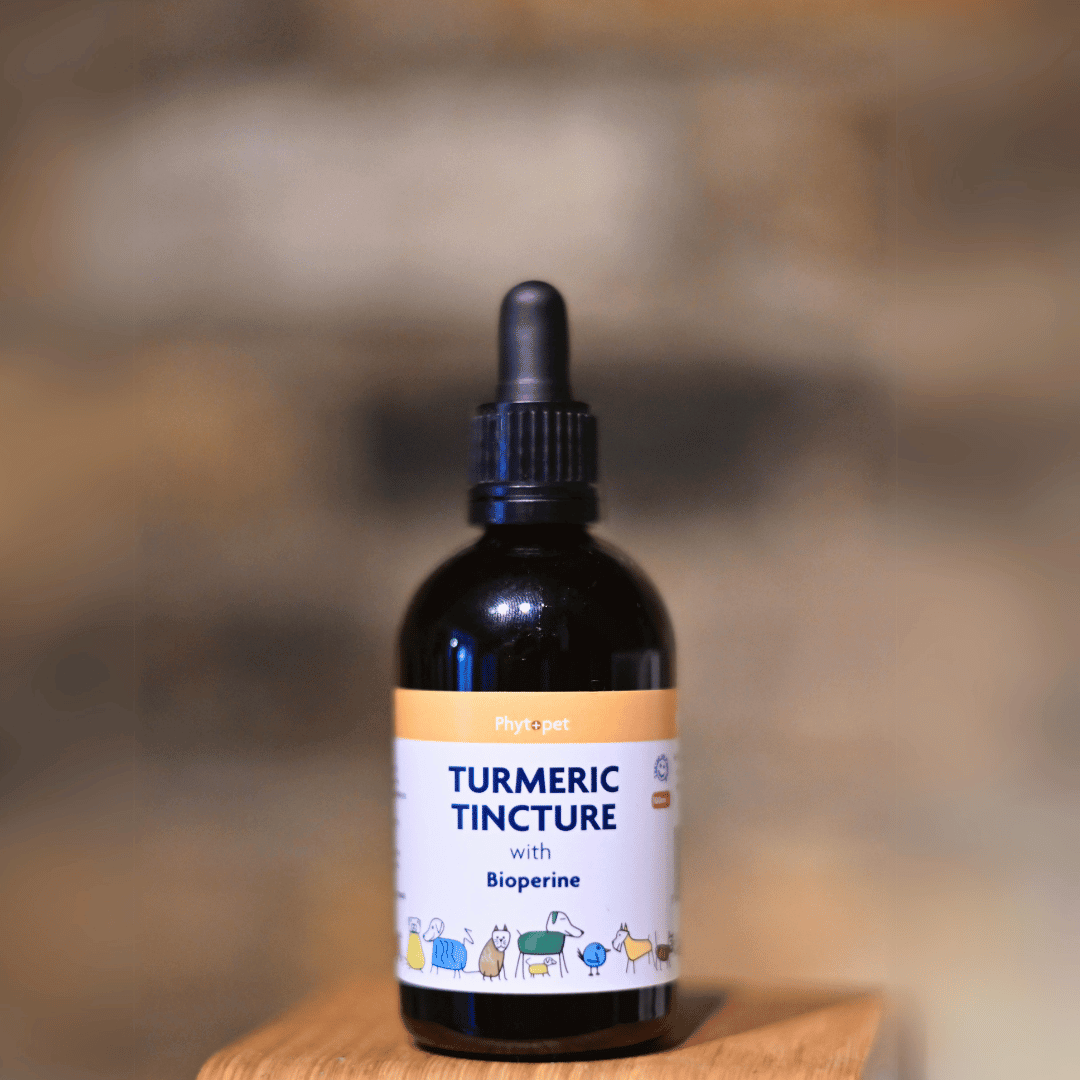 Turmeric Tincture with Bioperine for dogs, liquid formula in a black dropper bottle, on a wooden surface.