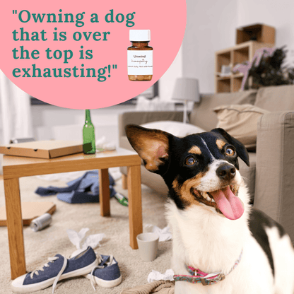 Happy dog in messy room with Unwind homeopathy product for calming over-excited pets.