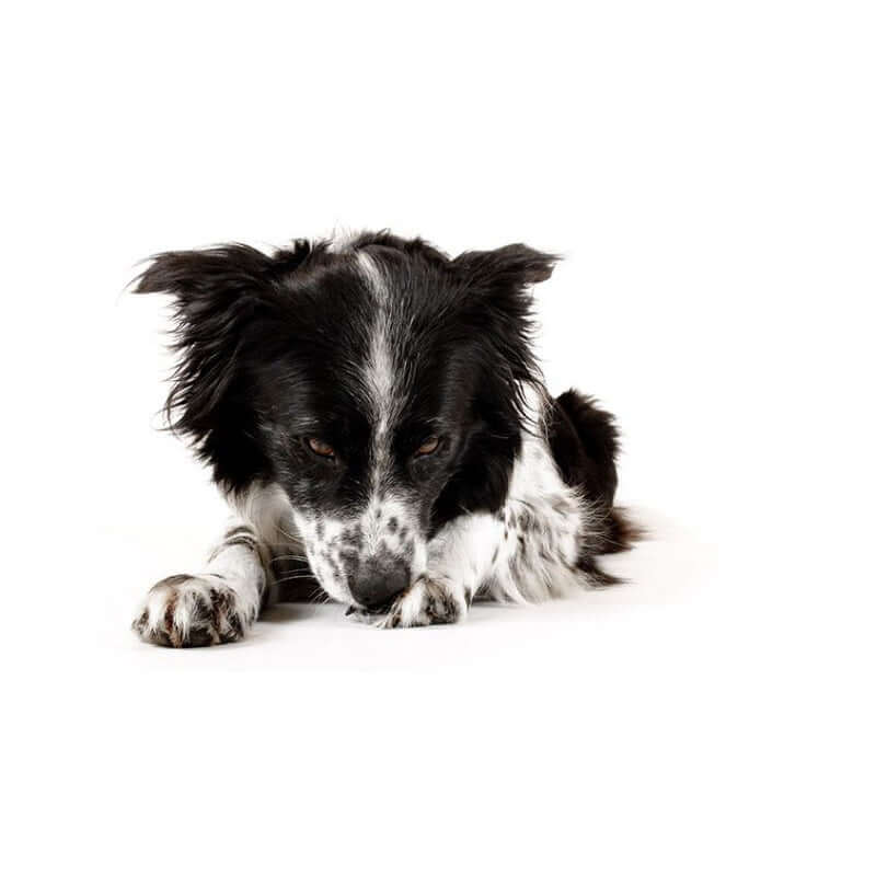 Bitch Orioplat: Homeopathy for unspayed bitches with PMT