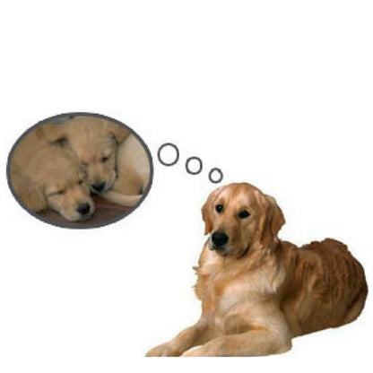 Endophan: Homeopathy for bitches who think they've had pups