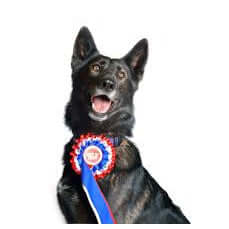 Show dog wearing a winner's rosette, looking energetic and alert.