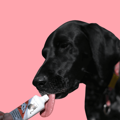 Dog enjoying Fred & Ginger liver paste treat from tube against pink background