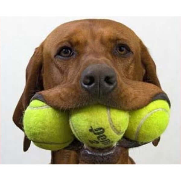 Boy Special: Young, immature male dogs