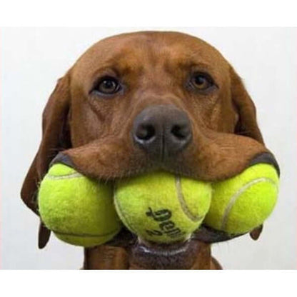 Boy Special: Young, immature male dogs